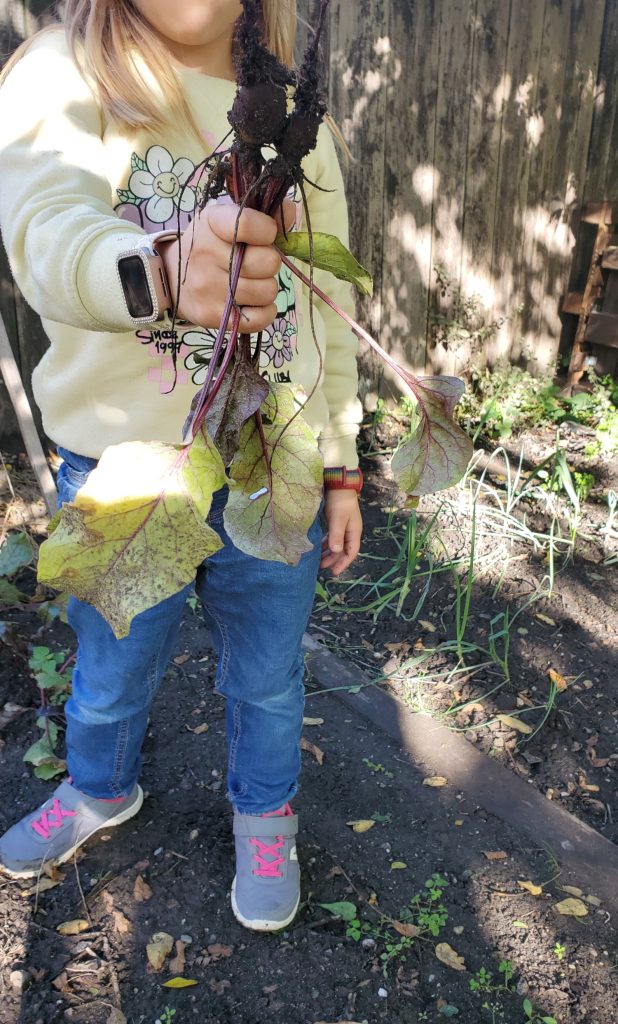 Kind hält frische rote Beete in der Hand